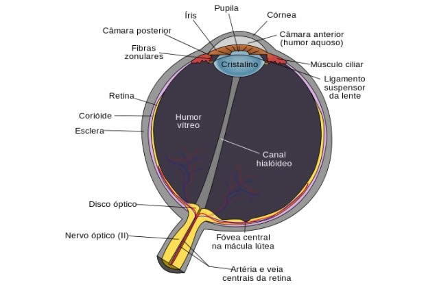 anatomia-ojo