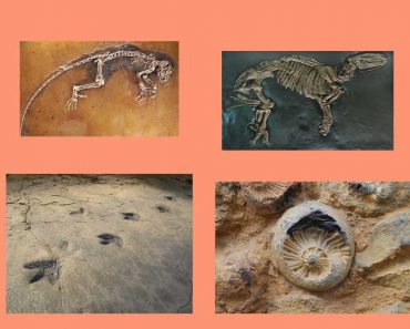 ¿Que son y cómo se forma los fósiles?